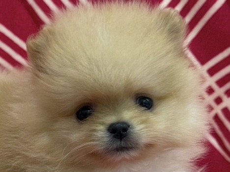 愛知県のポメラニアン (ハピースペット春日井アミーゴ店/2026年1月5日生まれ/男の子/オレンジ)の子犬の2枚目の画像