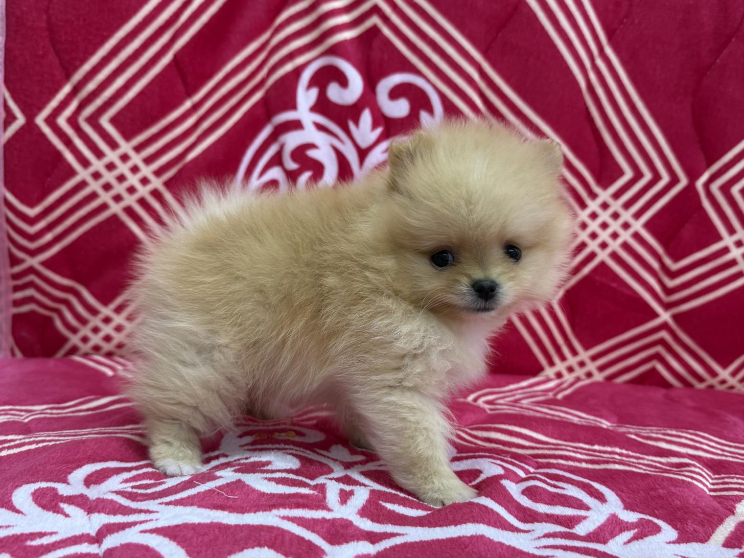 愛知県のポメラニアン (ハピースペット春日井アミーゴ店/2026年1月5日生まれ/男の子/オレンジ)の子犬の3枚目の画像