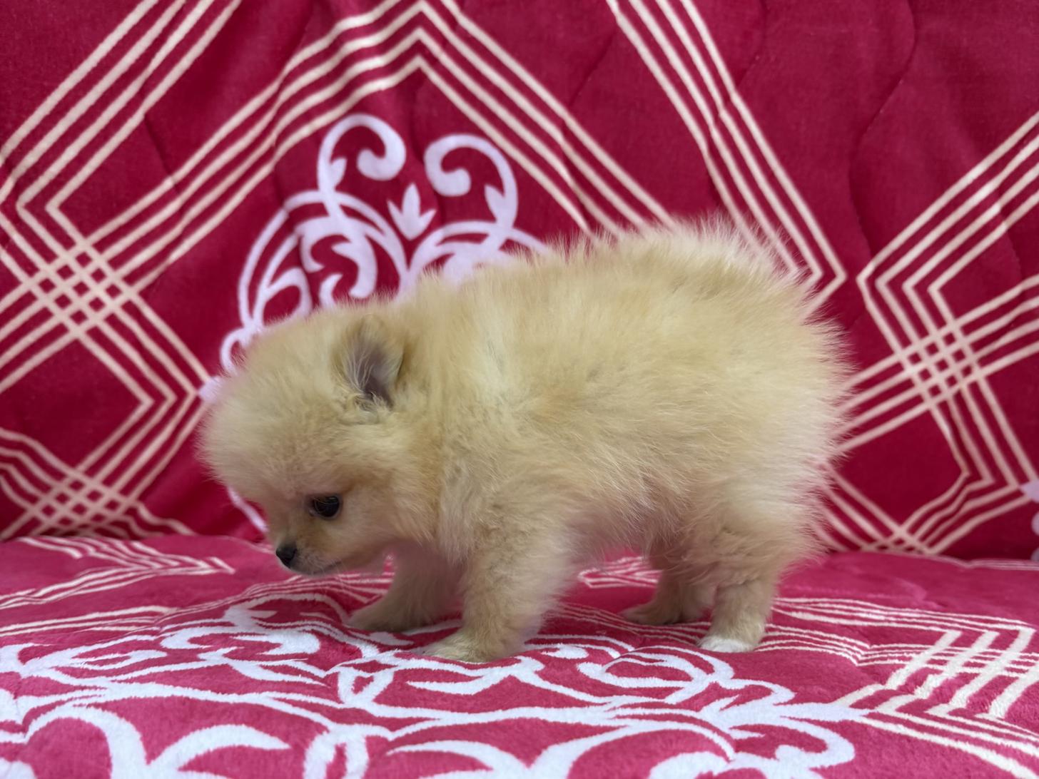 愛知県のポメラニアン (ハピースペット春日井アミーゴ店/2026年1月5日生まれ/男の子/オレンジ)の子犬の4枚目の画像