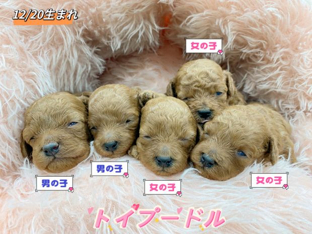 新潟県のトイプードル(トイ) (竹内ペット 新津本店/2025年12月20日生まれ/男の子/その他色)の子犬の1枚目の画像