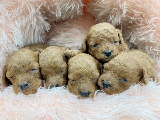 新潟県のトイプードル(トイ) (竹内ペット 新津本店/2025年12月20日生まれ/男の子/その他色)の子犬の2枚目の画像