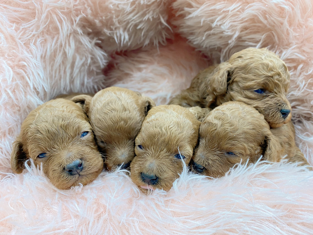 新潟県のトイプードル(トイ) (竹内ペット 新津本店/2025年12月20日生まれ/男の子/その他色)の子犬の3枚目の画像