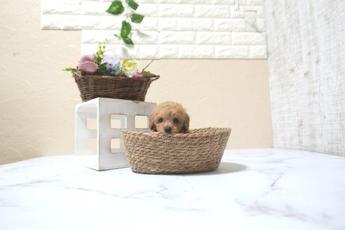 滋賀県のトイプードル(トイ) (いっぷく湖南店/2025年11月12日生まれ/男の子/レッドフォーン)の子犬