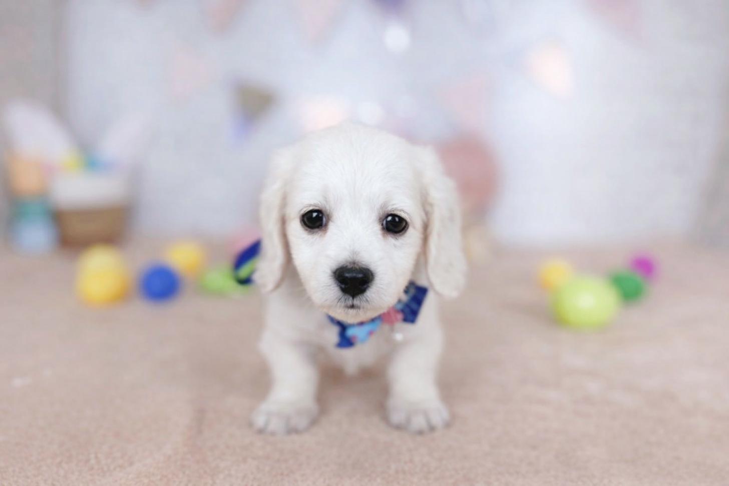 北海道のミニチュアダックスフンド(ロング) (ペットショップだんぼ/2026年1月17日生まれ/男の子/イエロー)の子犬の1枚目の画像