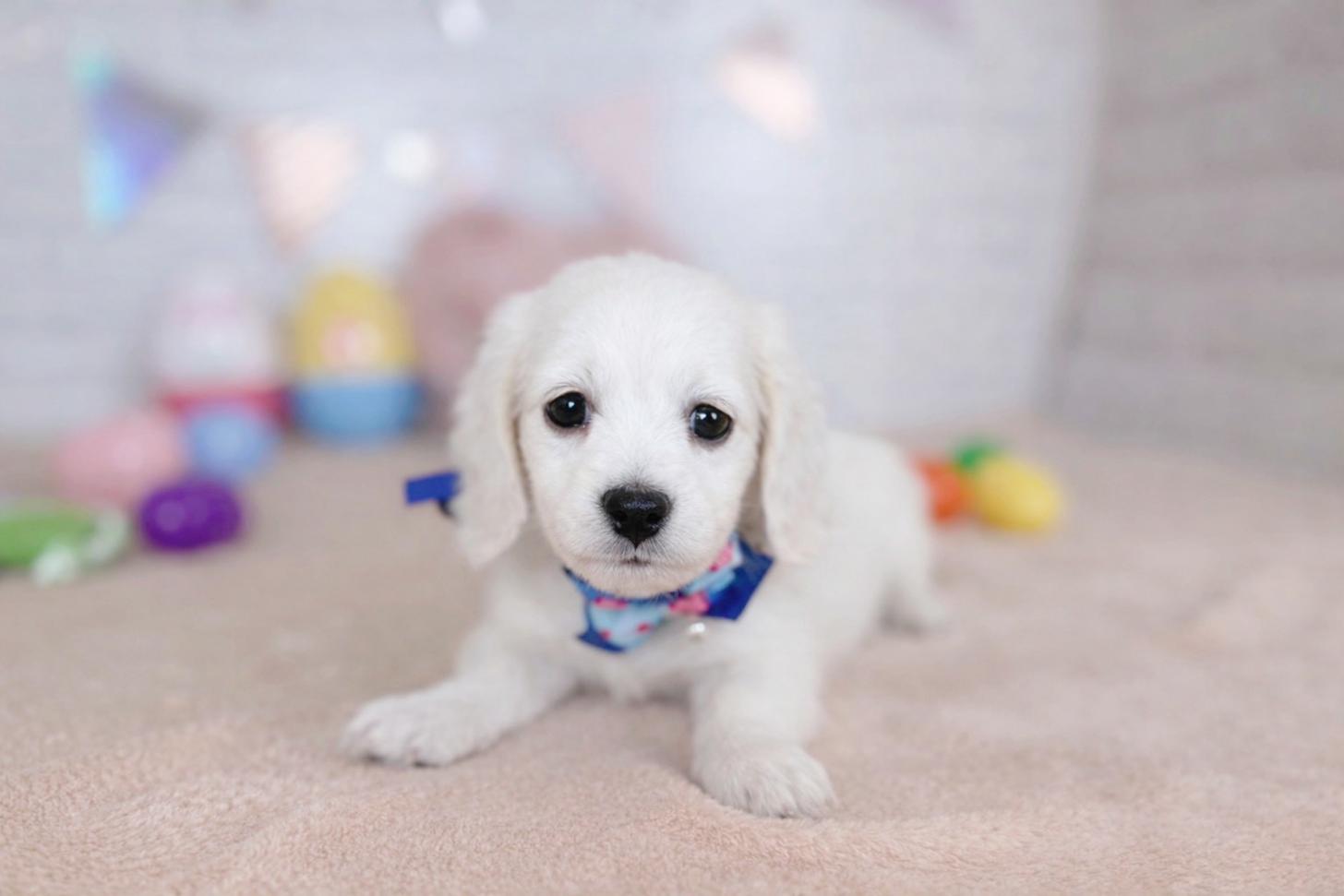 北海道のミニチュアダックスフンド(ロング) (ペットショップだんぼ/2026年1月17日生まれ/男の子/イエロー)の子犬の2枚目の画像