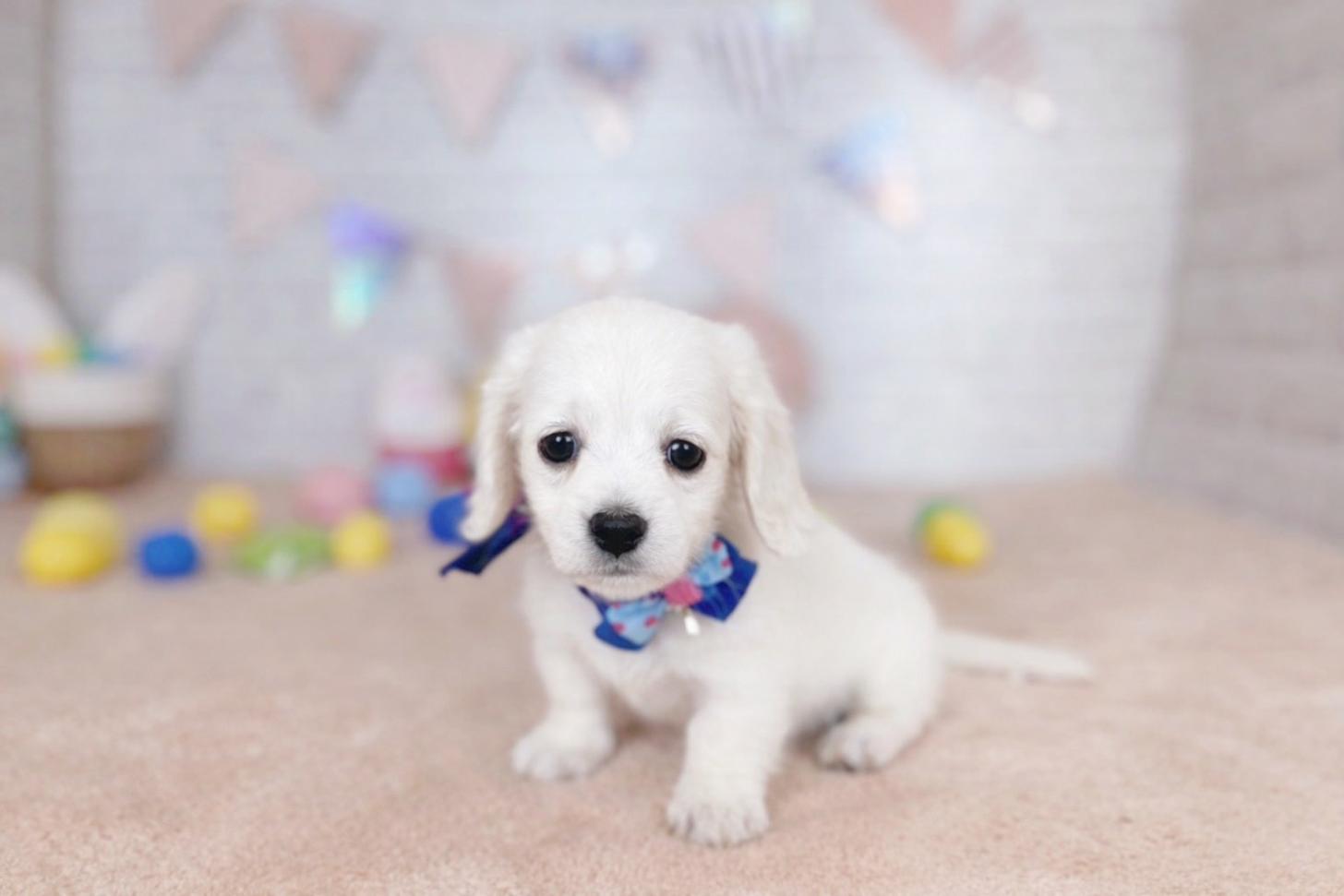 北海道のミニチュアダックスフンド(ロング) (ペットショップだんぼ/2026年1月17日生まれ/男の子/イエロー)の子犬の3枚目の画像