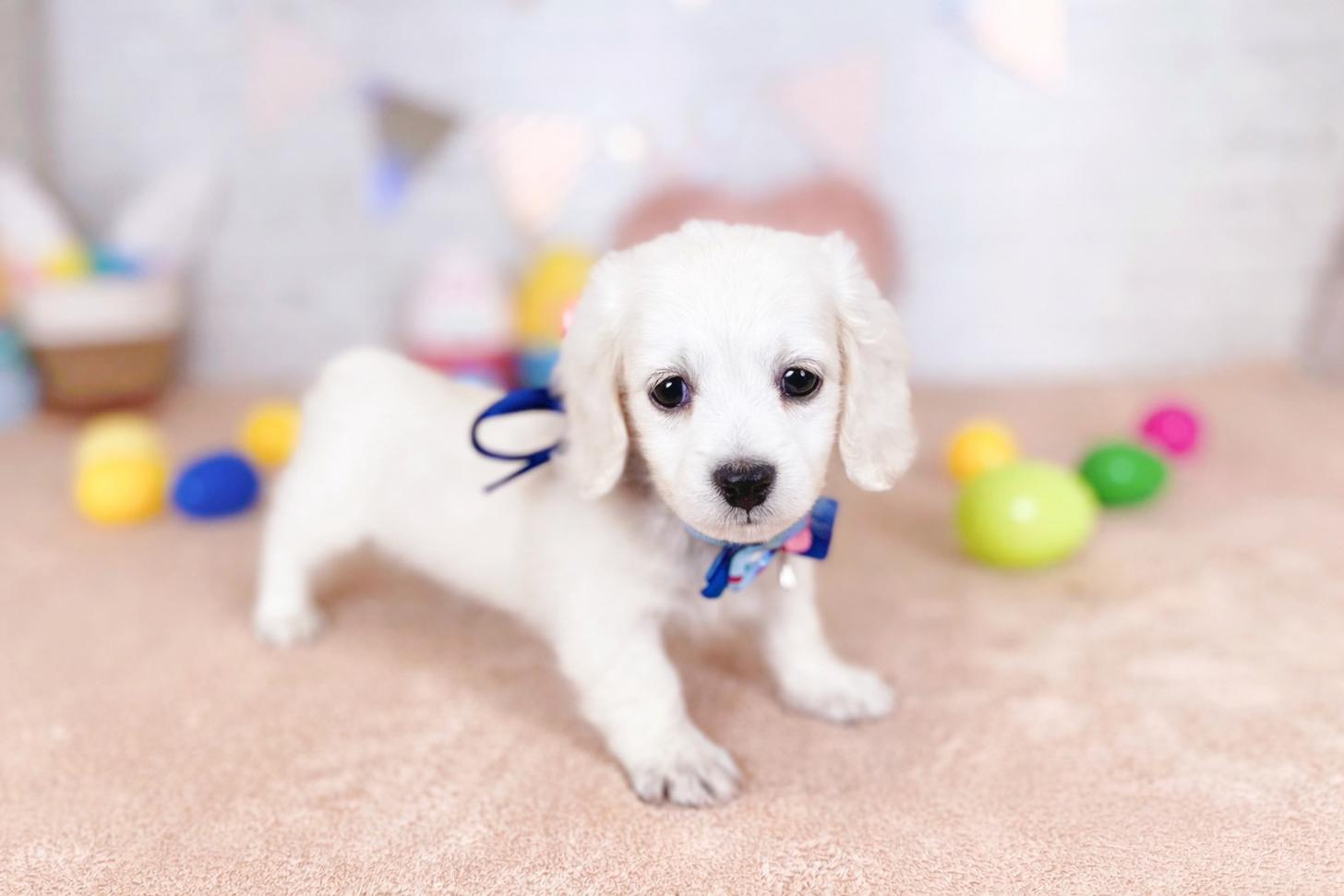 北海道のミニチュアダックスフンド(ロング) (ペットショップだんぼ/2026年1月17日生まれ/男の子/イエロー)の子犬の4枚目の画像