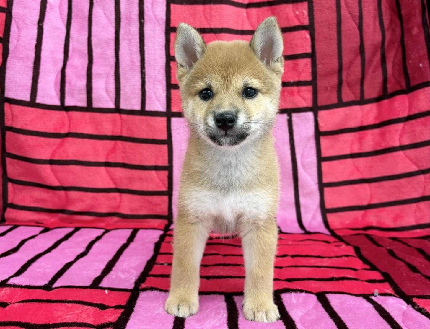 愛知県の豆柴 (ハピースペット春日井アミーゴ店/2025年7月4日生まれ/女の子/赤)の子犬の1枚目の画像