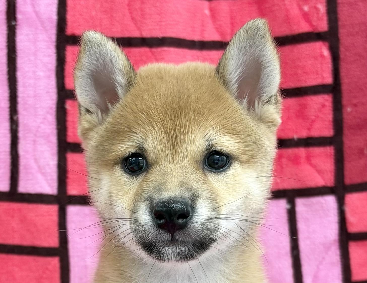 愛知県の豆柴 (ハピースペット春日井アミーゴ店/2025年7月4日生まれ/女の子/赤)の子犬の2枚目の画像