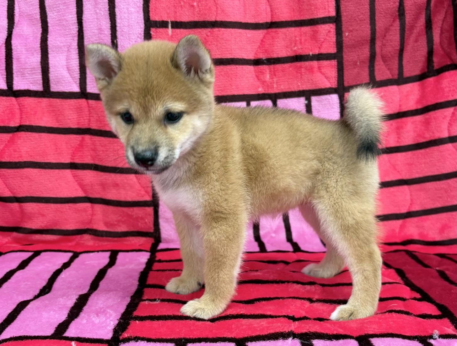 愛知県の豆柴 (ハピースペット春日井アミーゴ店/2025年7月4日生まれ/女の子/赤)の子犬の4枚目の画像