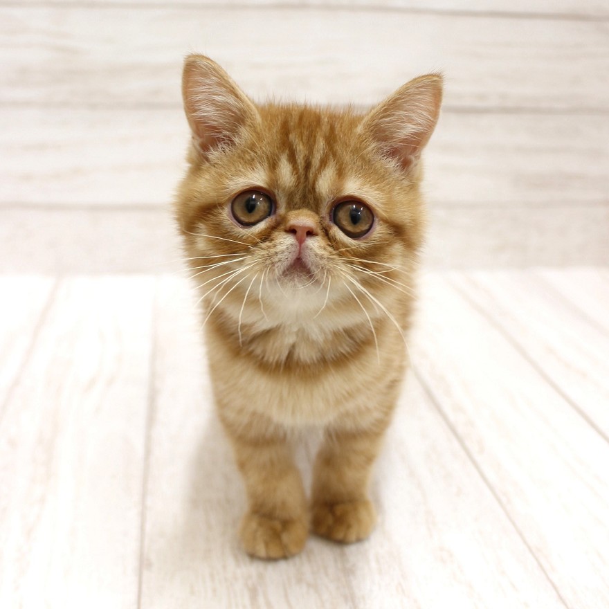 千葉県のエキゾチックショートヘアー (ペピカファミリー松戸店/2025年10月10日生まれ/男の子/レッドタビー)の子猫の1枚目の画像