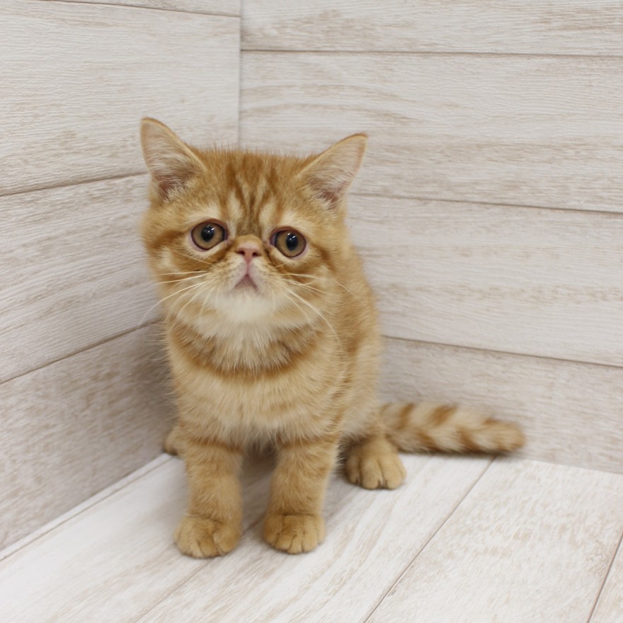 千葉県のエキゾチックショートヘアー (ペピカファミリー松戸店/2025年10月10日生まれ/男の子/レッドタビー)の子猫の2枚目の画像