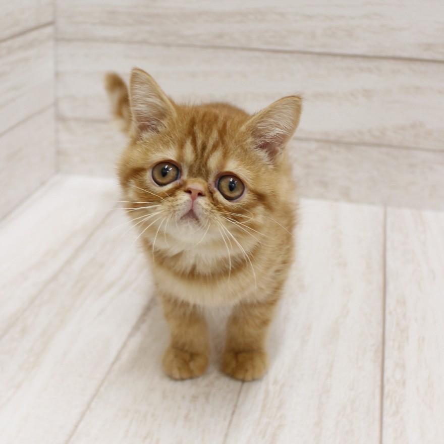千葉県のエキゾチックショートヘアー (ペピカファミリー松戸店/2025年10月10日生まれ/男の子/レッドタビー)の子猫の4枚目の画像