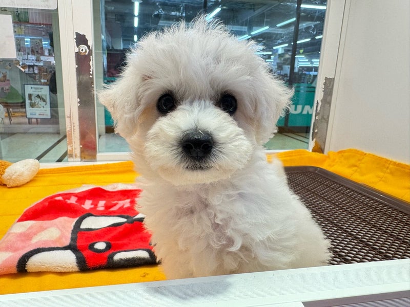 北海道のビションフリーゼ (ペットフェイス大谷地店/2026年6月27日生まれ/女の子/ホワイト)の子犬の2枚目の画像