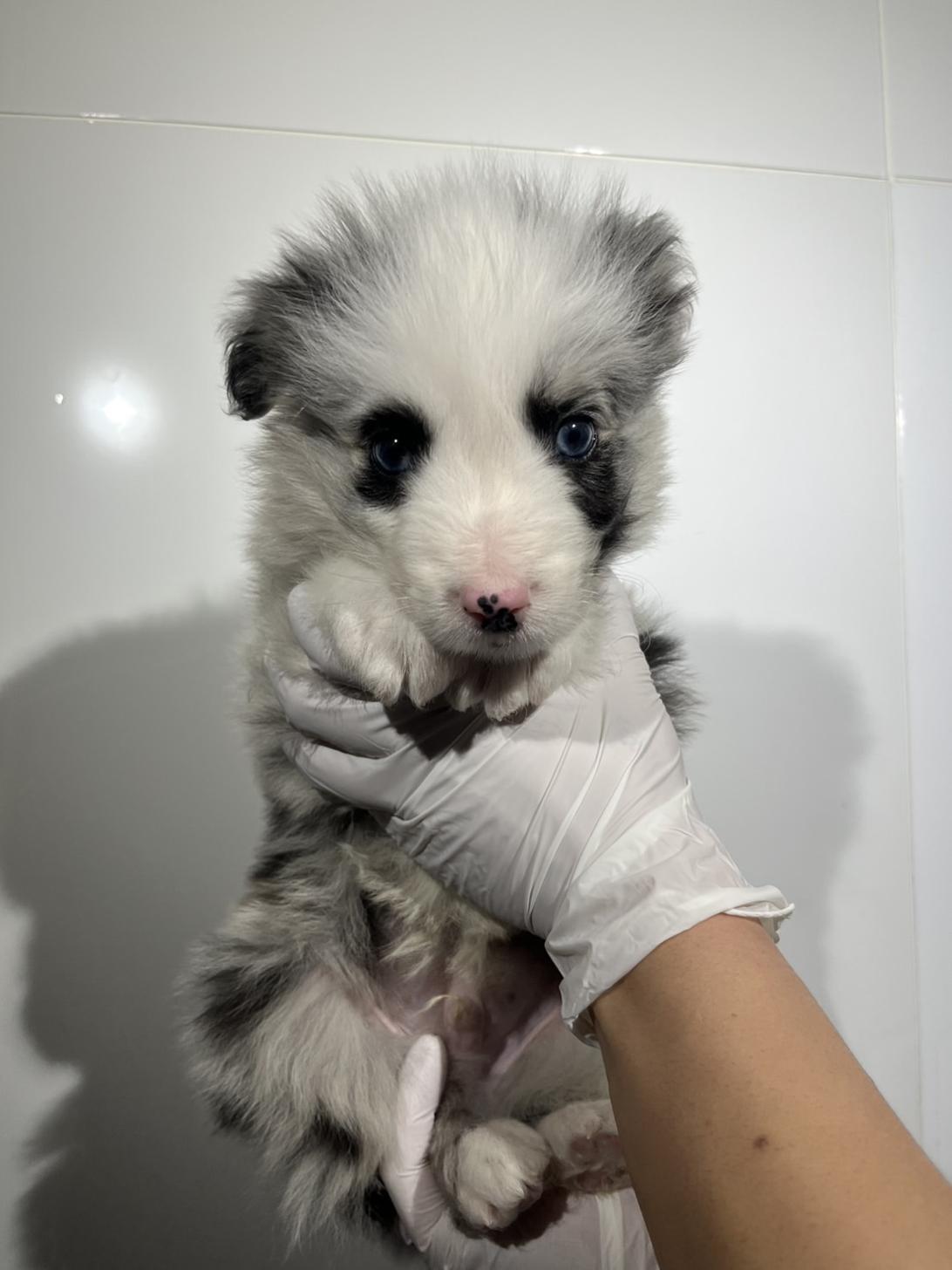 埼玉県のボーダーコリー (ペッツスマイル加須インター店/2025年11月8日生まれ/男の子/ブルーマール)の子犬の1枚目の画像