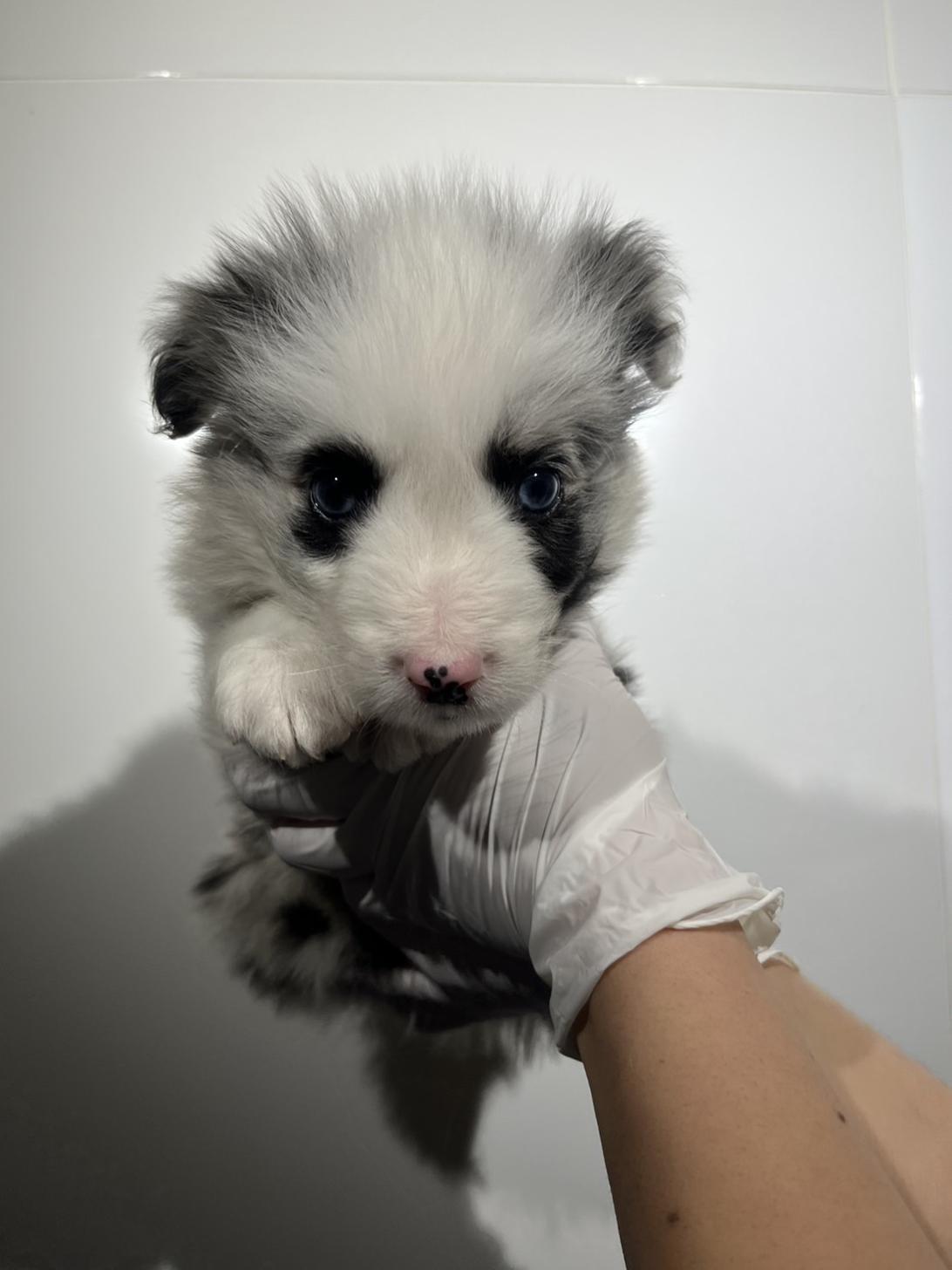 埼玉県のボーダーコリー (ペッツスマイル加須インター店/2025年11月8日生まれ/男の子/ブルーマール)の子犬の2枚目の画像