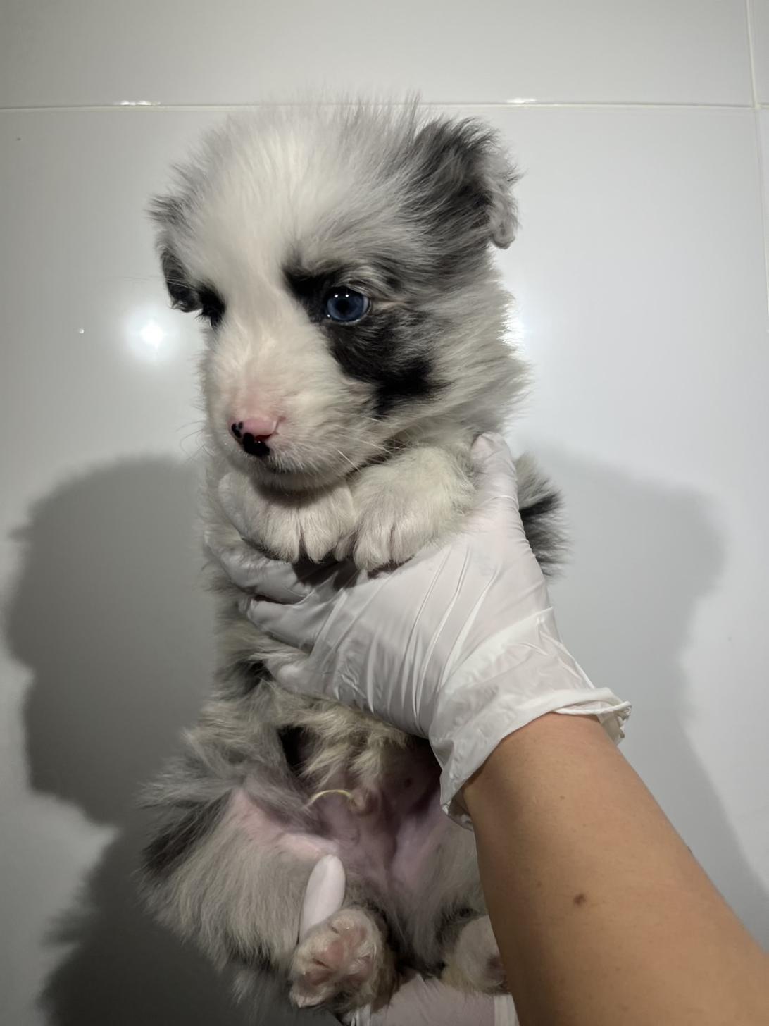 埼玉県のボーダーコリー (ペッツスマイル加須インター店/2025年11月8日生まれ/男の子/ブルーマール)の子犬の3枚目の画像