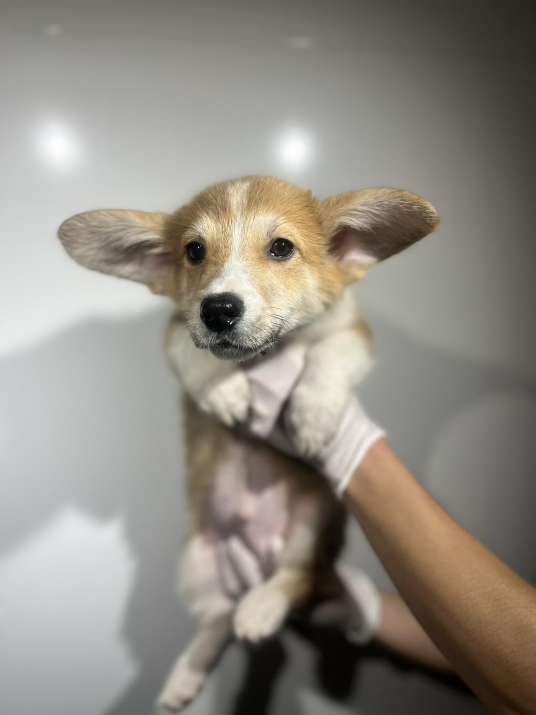 埼玉県のウェルシュコーギーペンブローク (ペッツスマイル加須インター店/2025年9月13日生まれ/男の子/レッドホワイト)の子犬の1枚目の画像