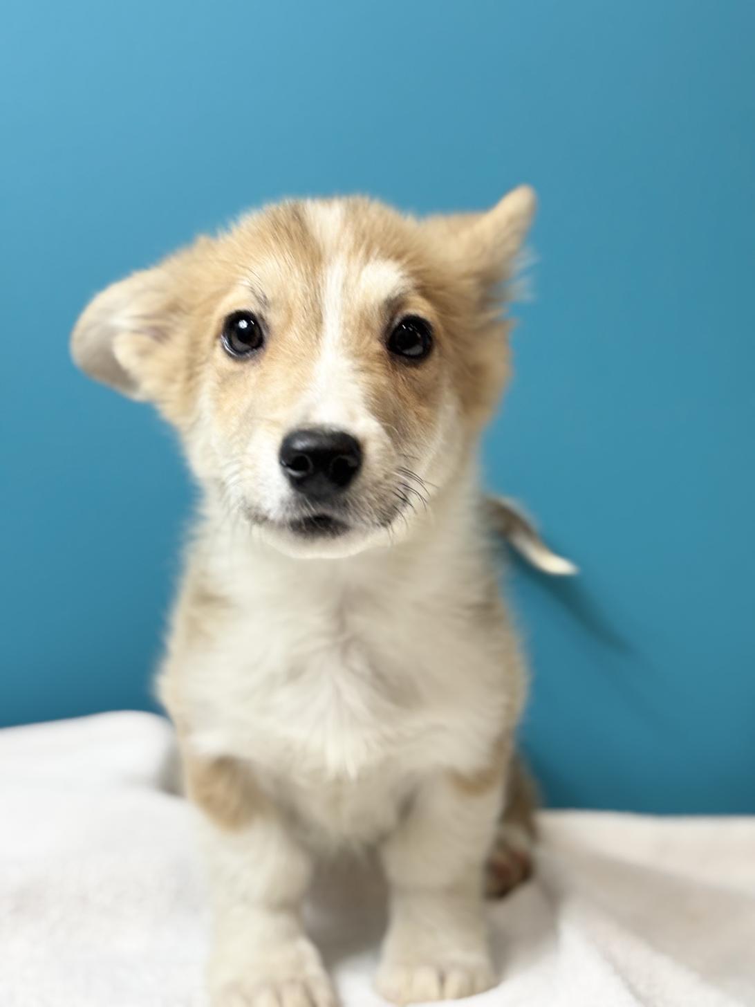 埼玉県のウェルシュコーギーペンブローク (ペッツスマイル加須インター店/2025年8月13日生まれ/男の子/レッドホワイト)の子犬の1枚目の画像