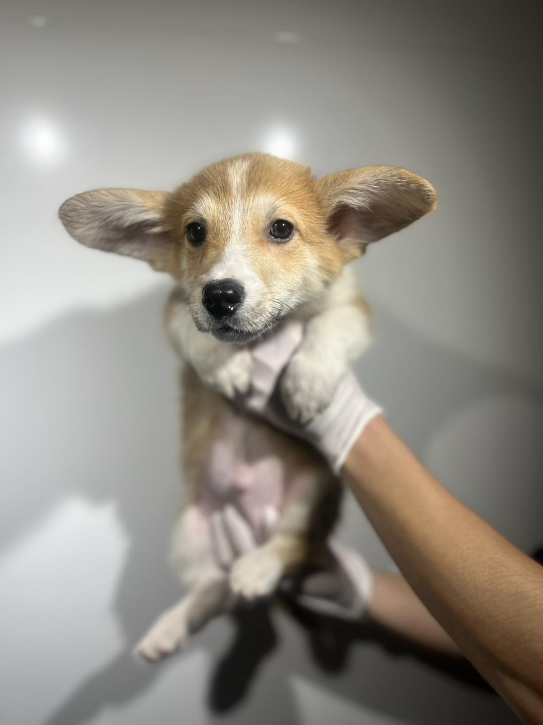 埼玉県のウェルシュコーギーペンブローク (ペッツスマイル加須インター店/2025年9月13日生まれ/男の子/レッドホワイト)の子犬の2枚目の画像