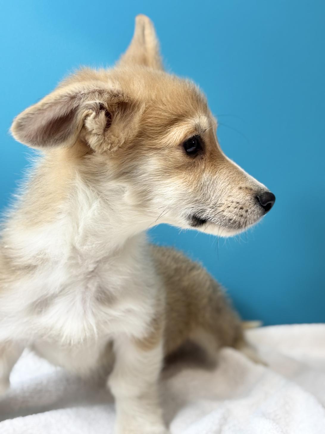 埼玉県のウェルシュコーギーペンブローク (ペッツスマイル加須インター店/2025年8月13日生まれ/男の子/レッドホワイト)の子犬の2枚目の画像