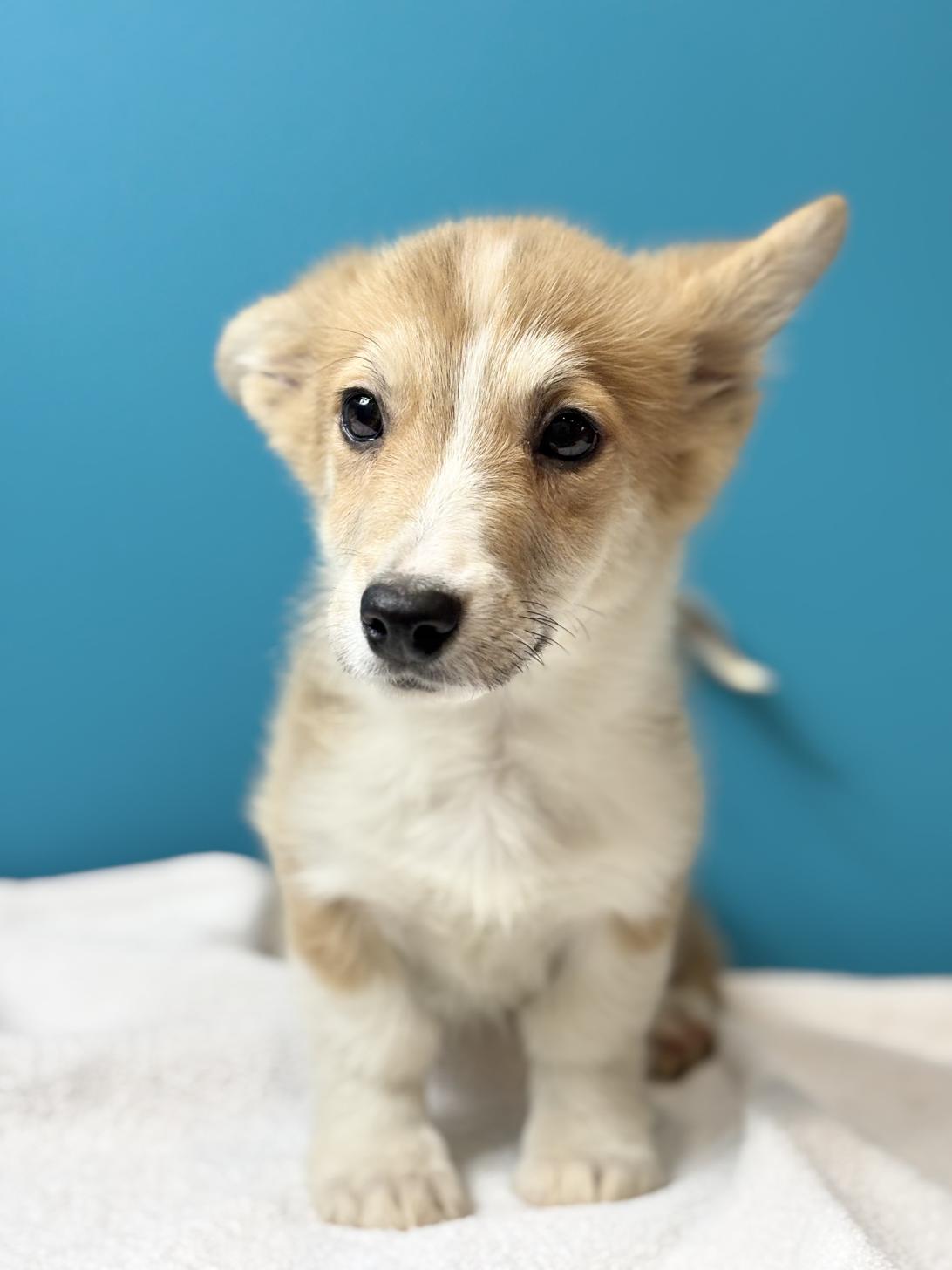 埼玉県のウェルシュコーギーペンブローク (ペッツスマイル加須インター店/2025年8月13日生まれ/男の子/レッドホワイト)の子犬の3枚目の画像