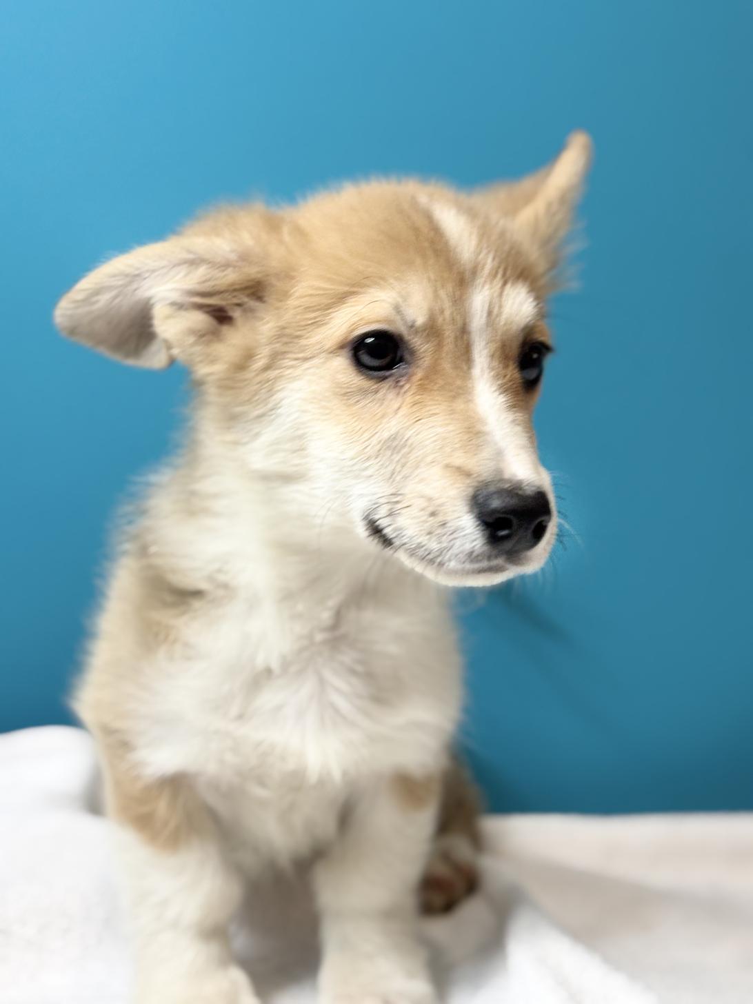 埼玉県のウェルシュコーギーペンブローク (ペッツスマイル加須インター店/2025年8月13日生まれ/男の子/レッドホワイト)の子犬の4枚目の画像