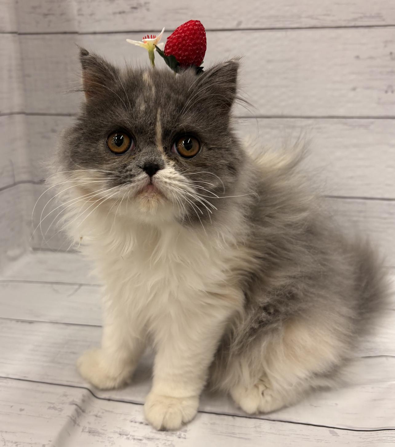 千葉県のミヌエット (ペッツワン佐倉店/2025年10月24日生まれ/女の子/ダイリュートキャリコ)の子猫の1枚目の画像