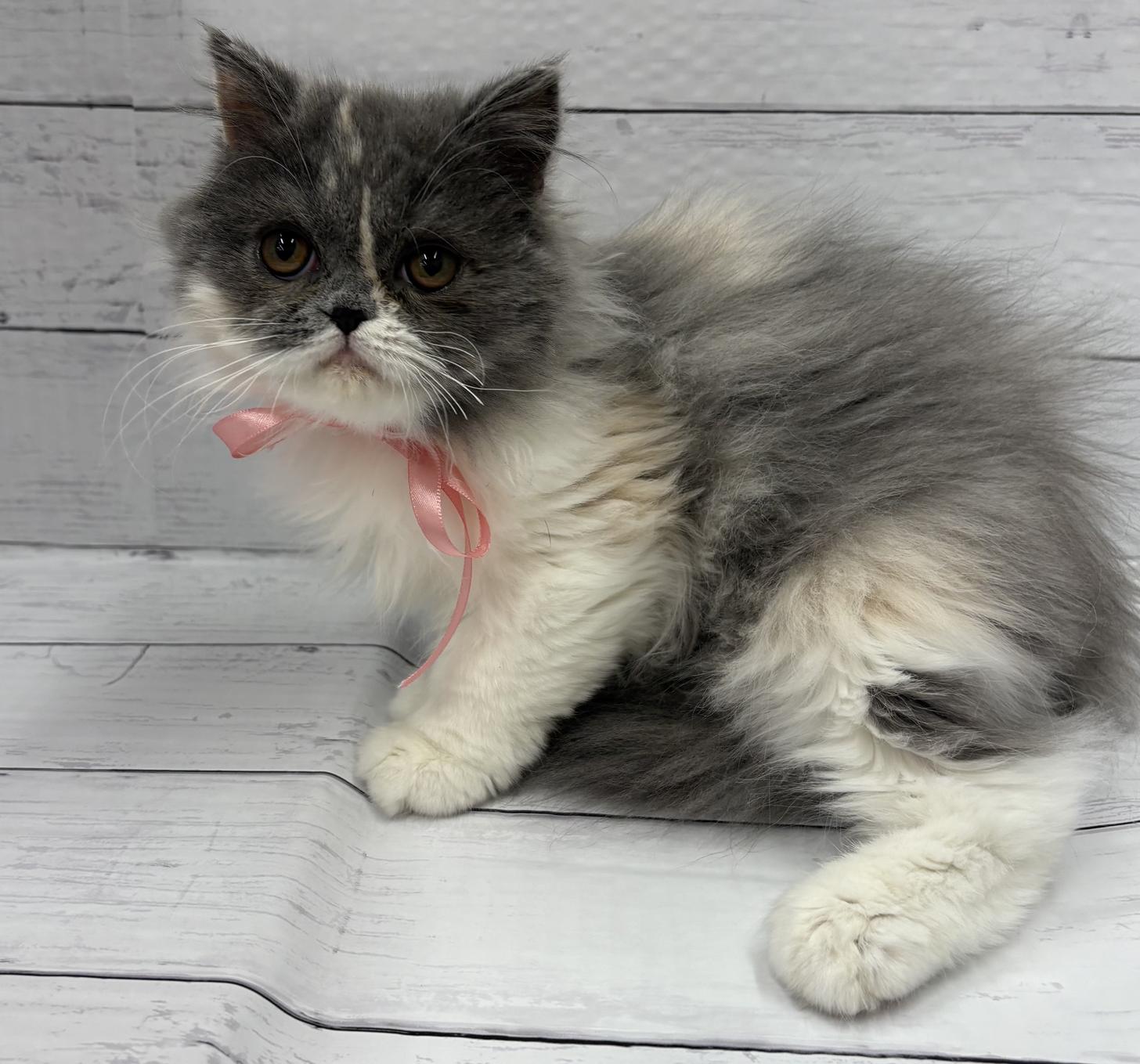 千葉県のミヌエット (ペッツワン佐倉店/2025年10月24日生まれ/女の子/ダイリュートキャリコ)の子猫の2枚目の画像