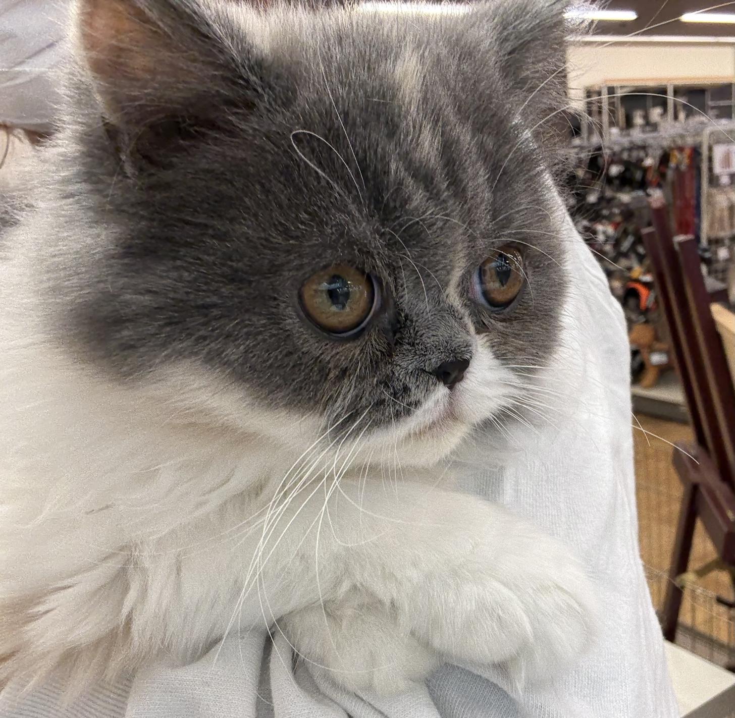 千葉県のミヌエット (ペッツワン佐倉店/2025年10月24日生まれ/女の子/ダイリュートキャリコ)の子猫の3枚目の画像