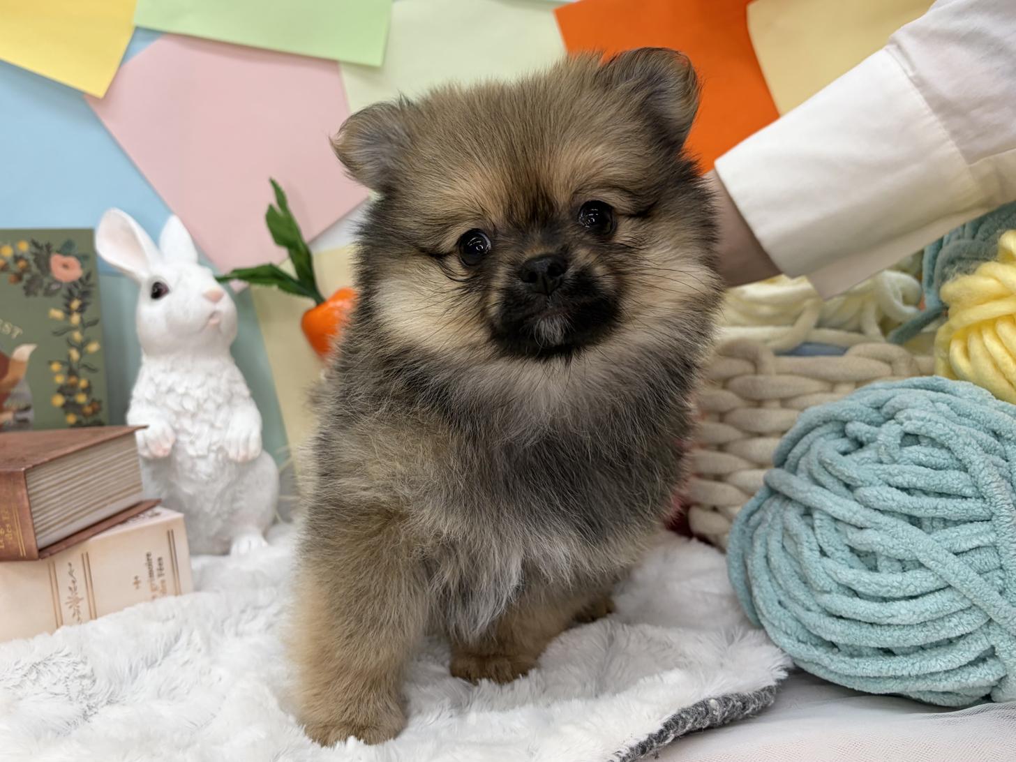 北海道のポメチワ/チワポメ/ポメチー(ポメラニアン×チワワ) (ラブワンコ カインズ大曲店/2026年2月18日生まれ/女の子/フォーン)の子犬の1枚目の画像