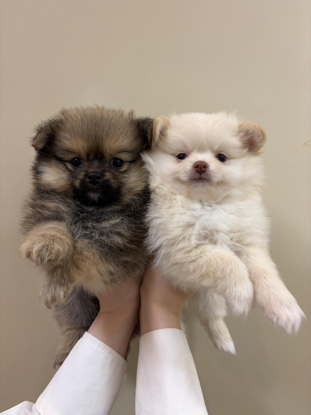 北海道のポメチワ/チワポメ/ポメチー(ポメラニアン×チワワ) (ラブワンコ カインズ大曲店/2026年2月18日生まれ/女の子/フォーン)の子犬の2枚目の画像