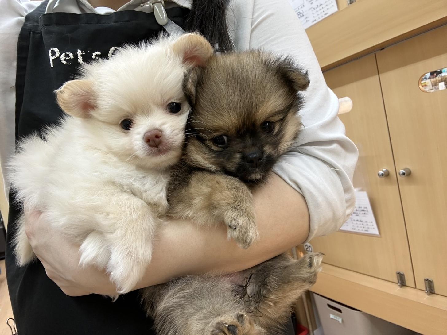 北海道のポメチワ/チワポメ/ポメチー(ポメラニアン×チワワ) (ラブワンコ カインズ大曲店/2026年2月18日生まれ/女の子/フォーン)の子犬の3枚目の画像