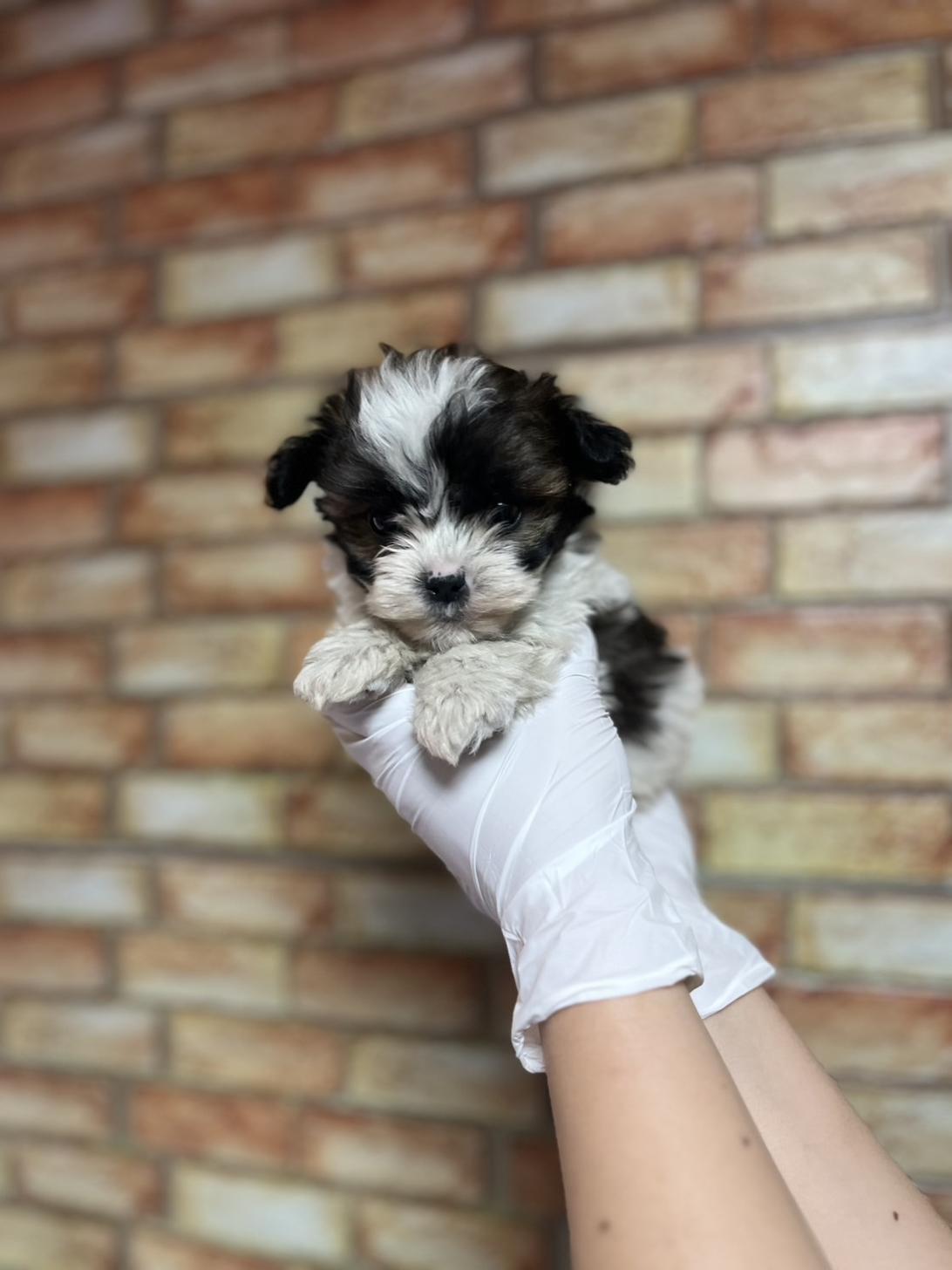 埼玉県のハーフ犬・ミックス犬 (ペッツスマイル南中野店/2025年3月31日生まれ/男の子/ホワイトゴールド)の子犬