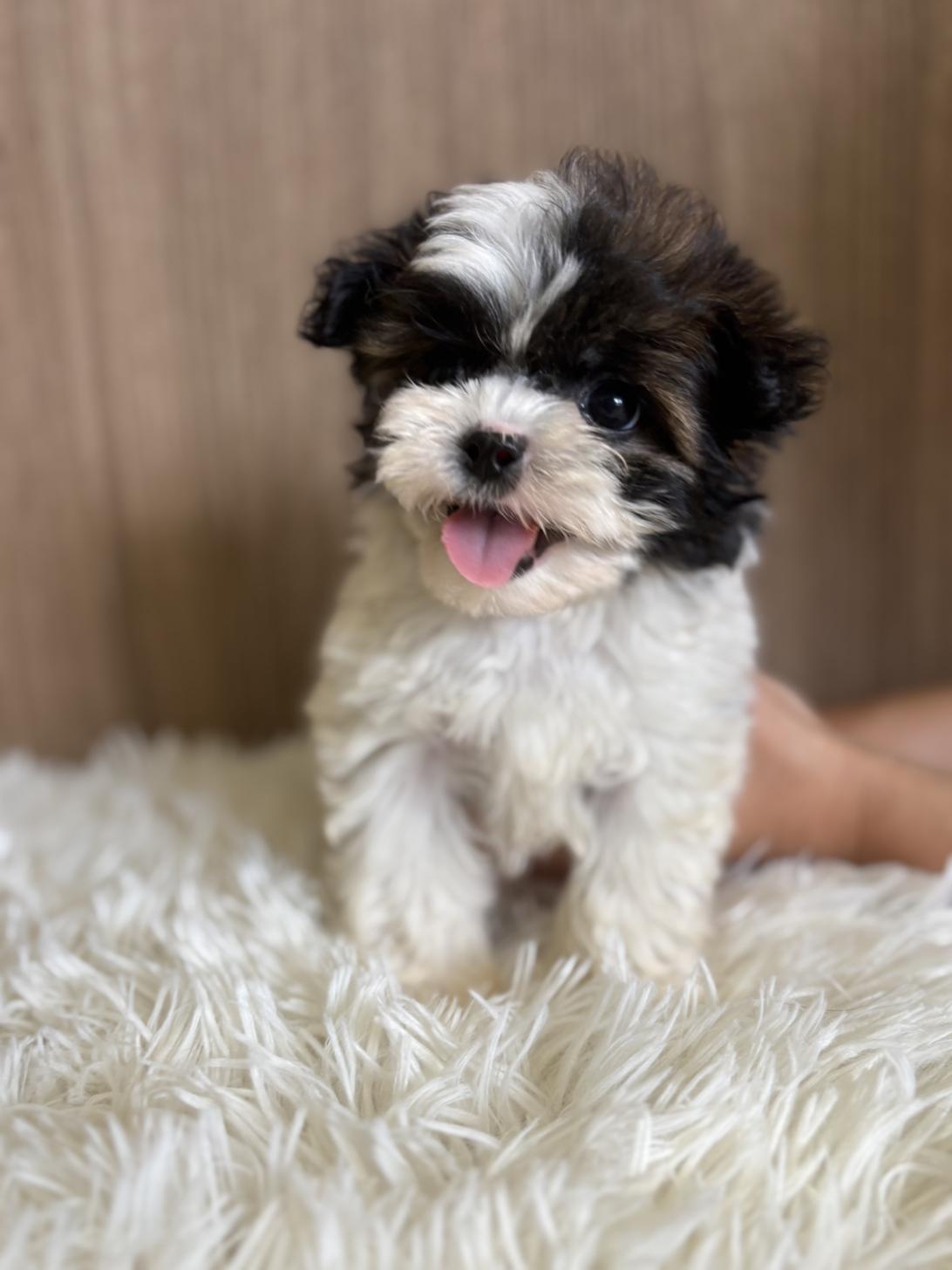 埼玉県のハーフ犬・ミックス犬 (ペッツスマイル南中野店/2025年3月31日生まれ/男の子/ホワイトゴールド)の子犬