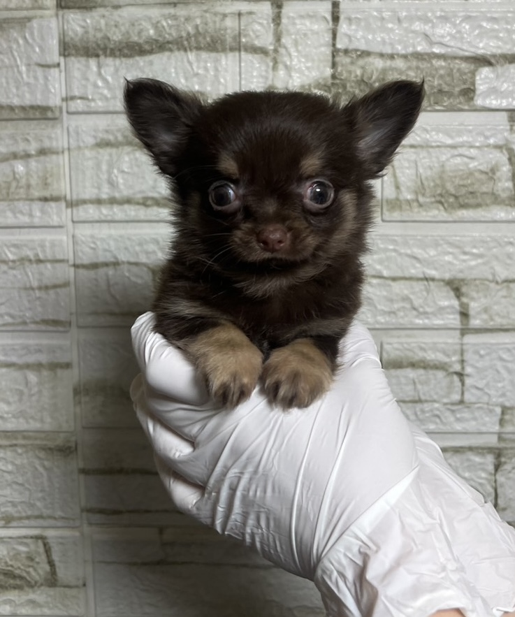 埼玉県のチワワ(ロング) (ペッツスマイル南中野店/2025年12月1日生まれ/男の子/チョコレートタンホワイト)の子犬の1枚目の画像