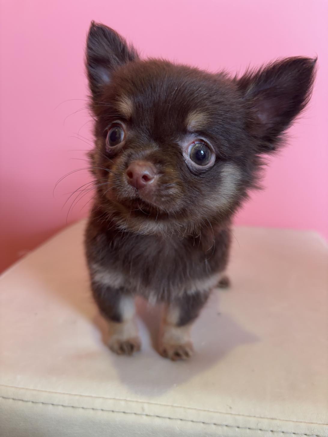 埼玉県のチワワ(ロング) (ペッツスマイル南中野店/2025年12月1日生まれ/男の子/チョコレートタンホワイト)の子犬の1枚目の画像