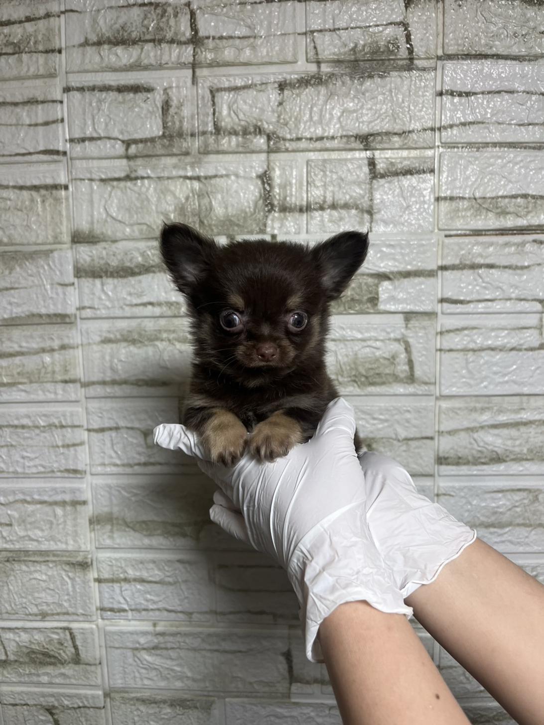 埼玉県のチワワ(ロング) (ペッツスマイル南中野店/2025年12月1日生まれ/男の子/チョコレートタンホワイト)の子犬の2枚目の画像