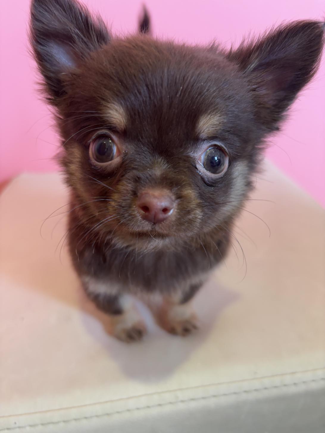 埼玉県のチワワ(ロング) (ペッツスマイル南中野店/2025年12月1日生まれ/男の子/チョコレートタンホワイト)の子犬の2枚目の画像