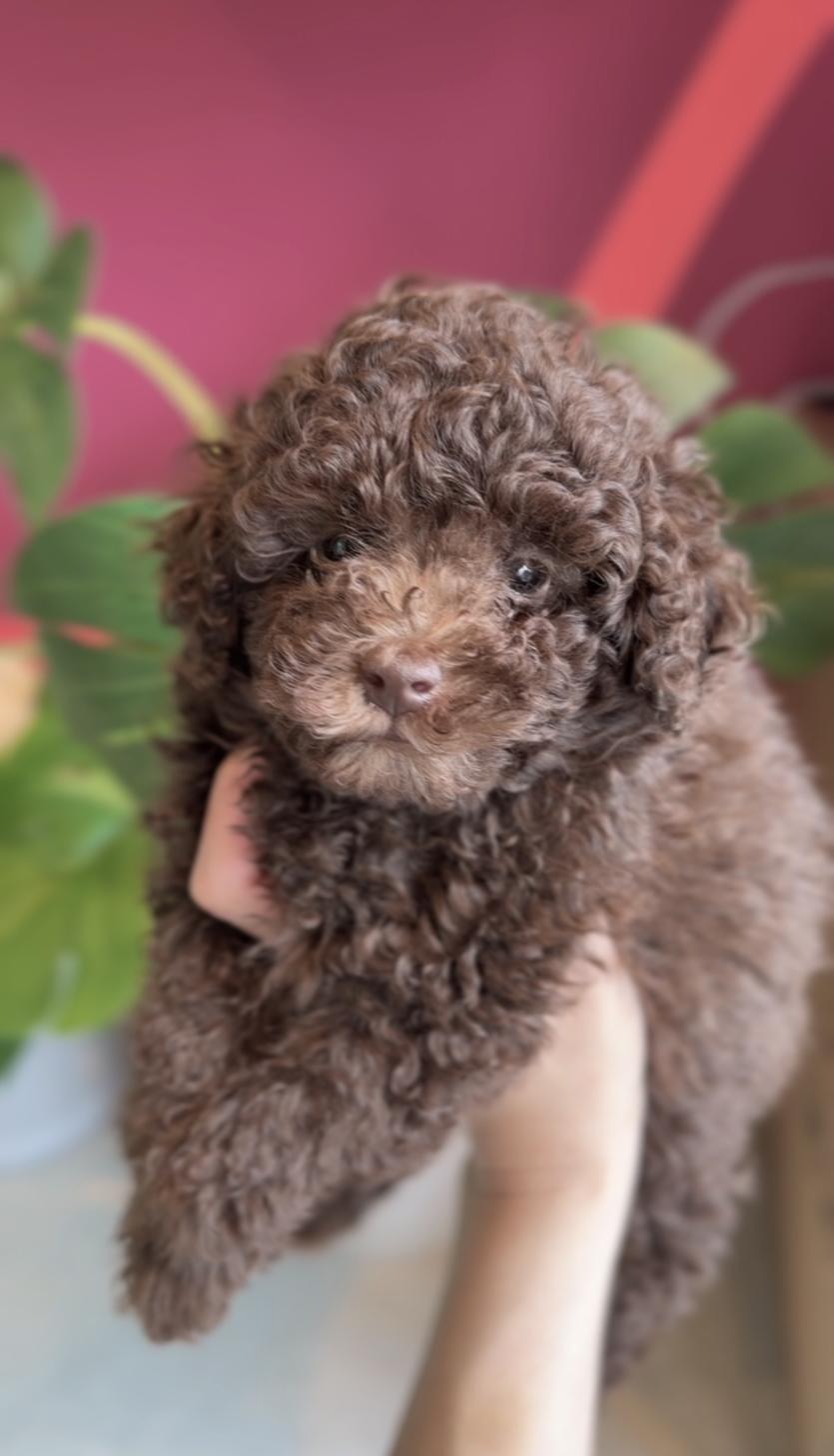 埼玉県のトイプードル(タイニー) (PET SHOP Tiny tales/2026年1月11日生まれ/男の子/ブラウン)の子犬の1枚目の画像