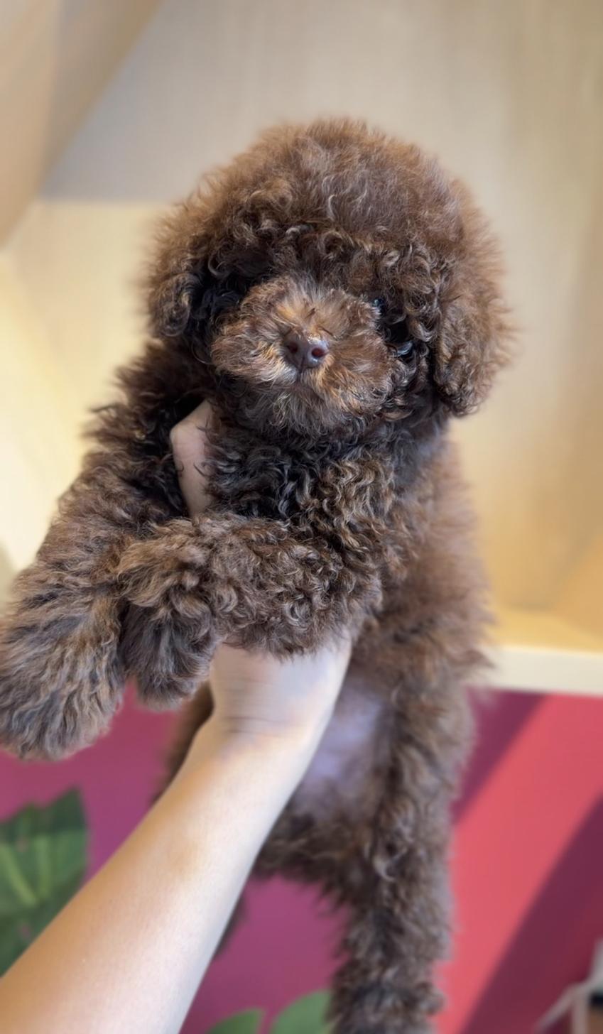 埼玉県のトイプードル(タイニー) (PET SHOP Tiny tales/2026年1月11日生まれ/男の子/ブラウン)の子犬