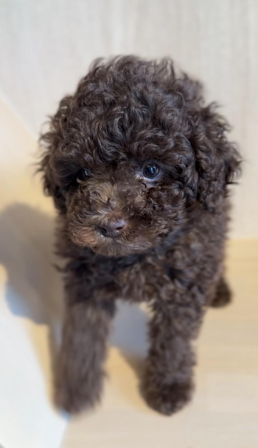 埼玉県のトイプードル(タイニー) (PET SHOP Tiny tales/2026年1月11日生まれ/男の子/ブラウン)の子犬の3枚目の画像