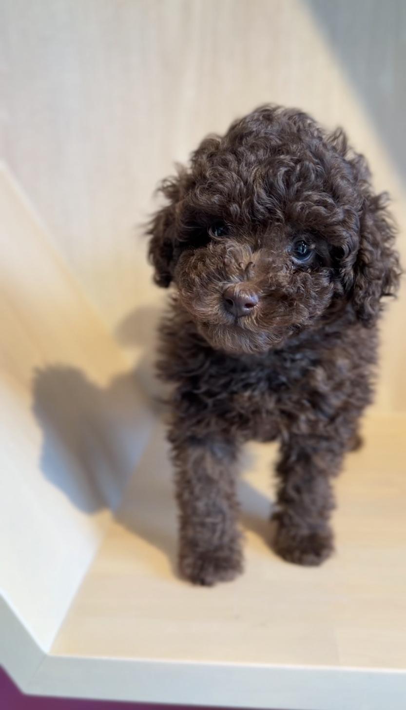埼玉県のトイプードル(タイニー) (PET SHOP Tiny tales/2026年1月11日生まれ/男の子/ブラウン)の子犬の4枚目の画像