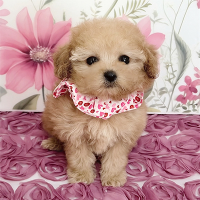 福岡県のトイプードル(ティーカップ) (ぱぴぷぺっと福岡店/2025年12月16日生まれ/女の子/アプリコット)の子犬