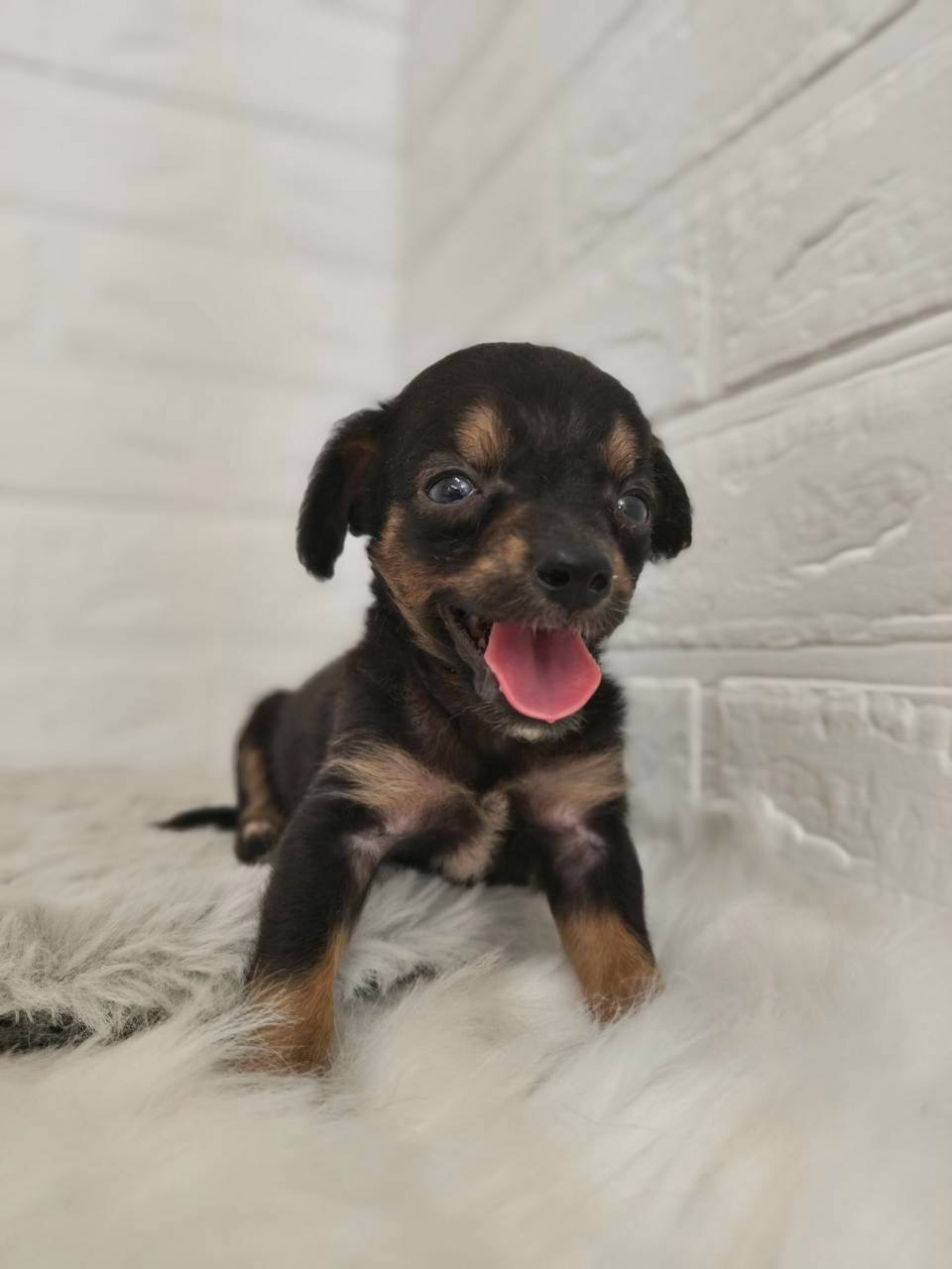 東京都のハーフ犬・ミックス犬 (ペットショップcoco東京港区店/2026年5月25日生まれ/男の子/ブラックタン)の子犬