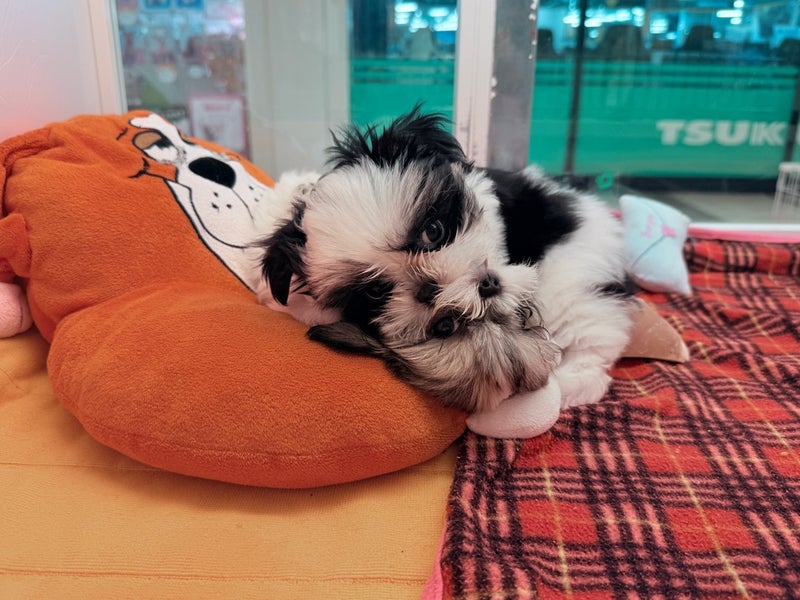 北海道のマルズー/マルシーズ(マルチーズ×シーズー) (ペットフェイス大谷地店/2025年12月29日生まれ/女の子/ゴールドホワイト)の子犬の2枚目の画像