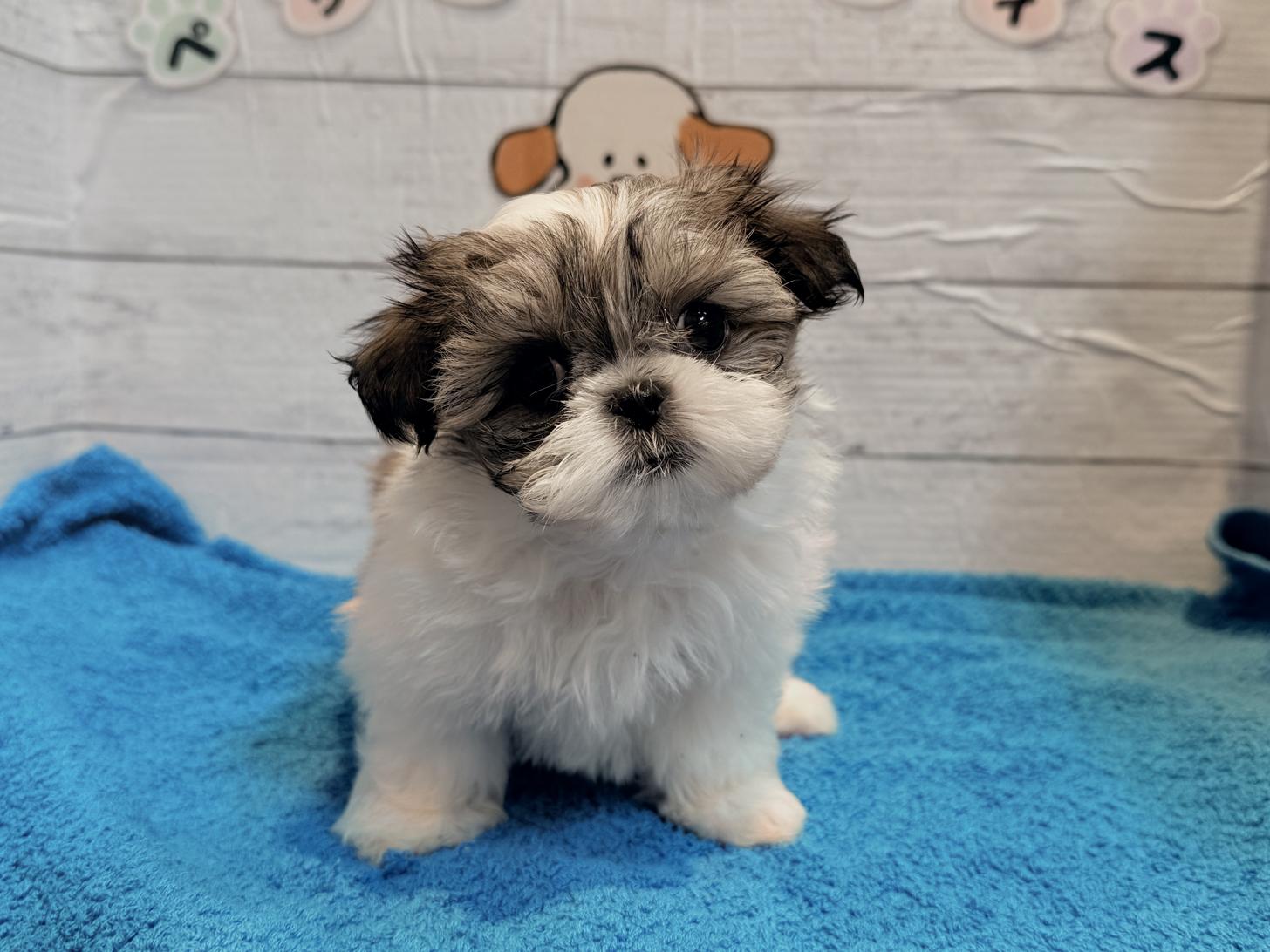 北海道のマルズー/マルシーズ(マルチーズ×シーズー) (ペットフェイス大谷地店/2025年12月29日生まれ/女の子/ゴールドホワイト)の子犬の4枚目の画像