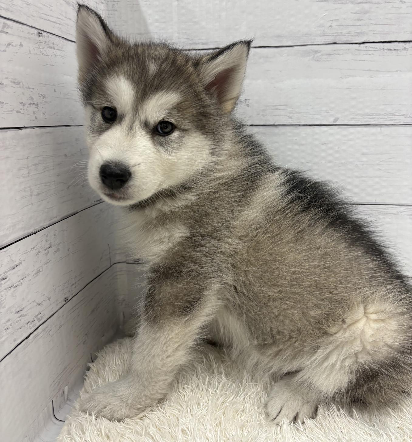 千葉県のアラスカンマラミュート (ペッツワン佐倉店/2026年1月17日生まれ/女の子/シルバーホワイト)の子犬の1枚目の画像