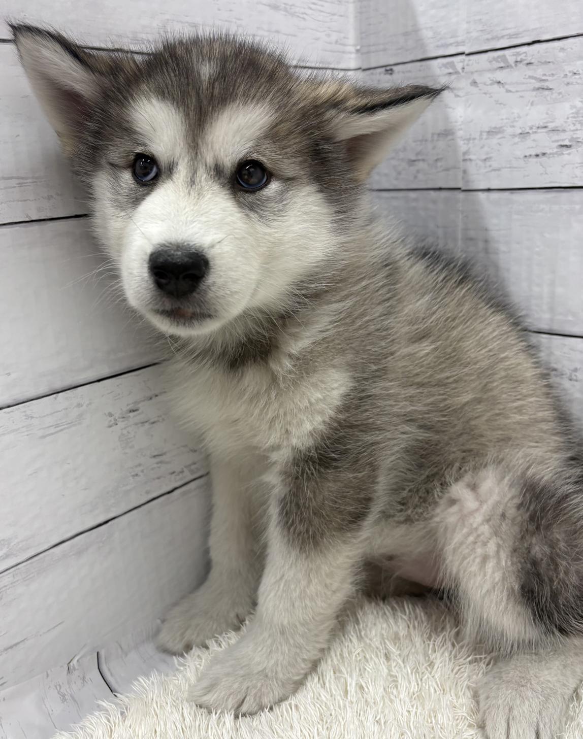 千葉県のアラスカンマラミュート (ペッツワン佐倉店/2026年1月17日生まれ/女の子/シルバーホワイト)の子犬の2枚目の画像