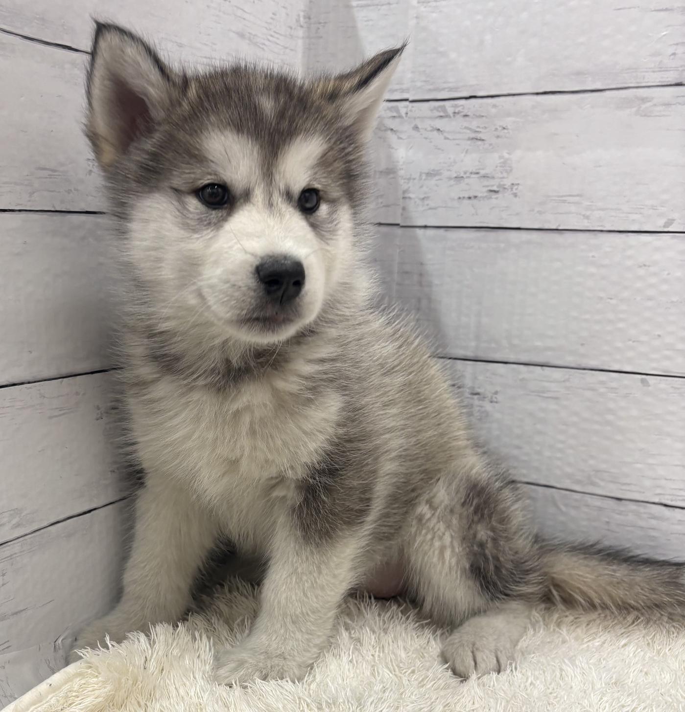 千葉県のアラスカンマラミュート (ペッツワン佐倉店/2026年1月17日生まれ/女の子/シルバーホワイト)の子犬の3枚目の画像